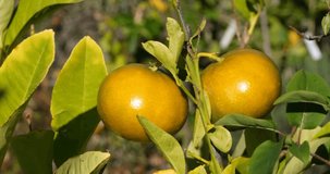 Two mandarin fruits on sunny day, close-up. Sun reflecting bright on fruit surface. Natural food background with copy space. 4K resolution video of juicy and fresh ripe tangerines in a citrus farm. 