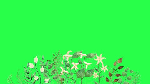 Watercolor floral frame animation on green screen. Floral frame animation with key color. Women's day, Valentine's Day, and Wedding day frame. Chroma color. Adlı Stok Video