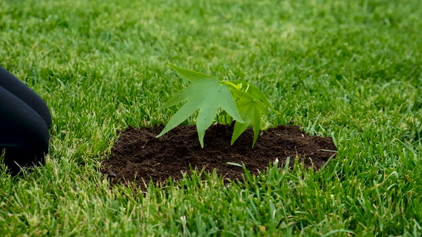 The child holds the plant and soil in his hands. Selective focus.