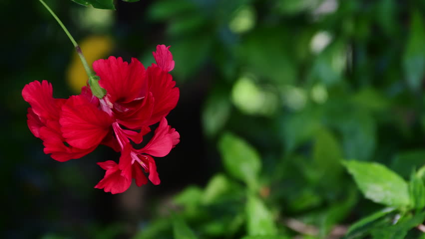 Red hibiscus flower swaying in green garden background | Shutterstock HD Video #1098738273