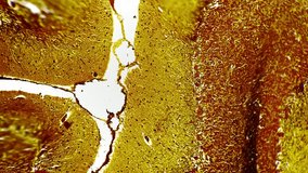 Silvering section of human cerebellum filmed under microscope 100x on white background. Isolated macro footage of the brain part responsible for coordination and muscle tone of people organism - Powered by Shutterstock - Get 15% off with code: PIKWIZARD15