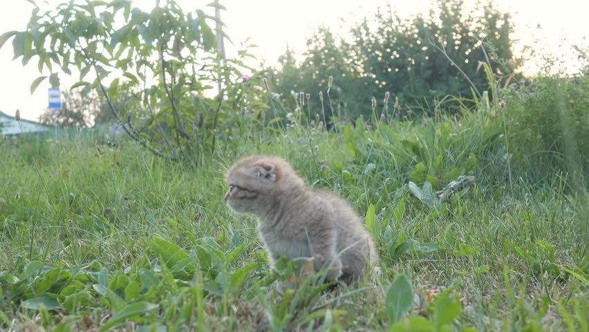 Small domestic lop-eared ginger kitten of British breed lost in tall green grass