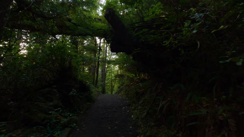 Scenic Hiking Trail in the Rainforest with vibrant green trees. San Josef Bay, Cape Scott Provincial Park, Northern Vancouver Island, BC, Canada. Canadian Nature Background. Cinematic 4k