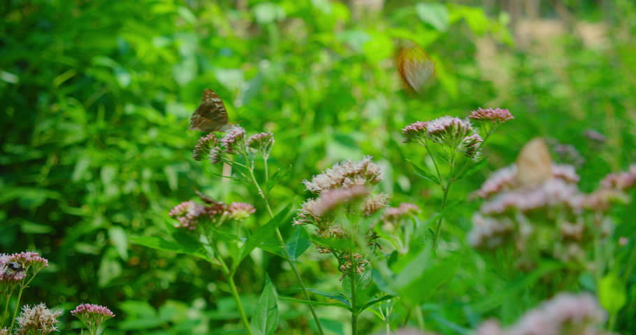 Silver-washed fritillary buttefly pollinate pink wild flower in the forest. Argynnis paphia. Insects with orange black spots on wings. Woodland floor. Environmental protection. Earth day.