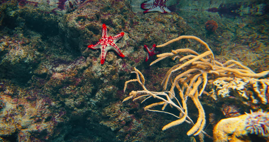 Red knob sea star, spine species of starfish from the Indo-Pacific. Five arms. Skeleton supports large central disk. Indian shallow ocean water. Sandy muddy seabeds. Carnivorous animals. Close-up.