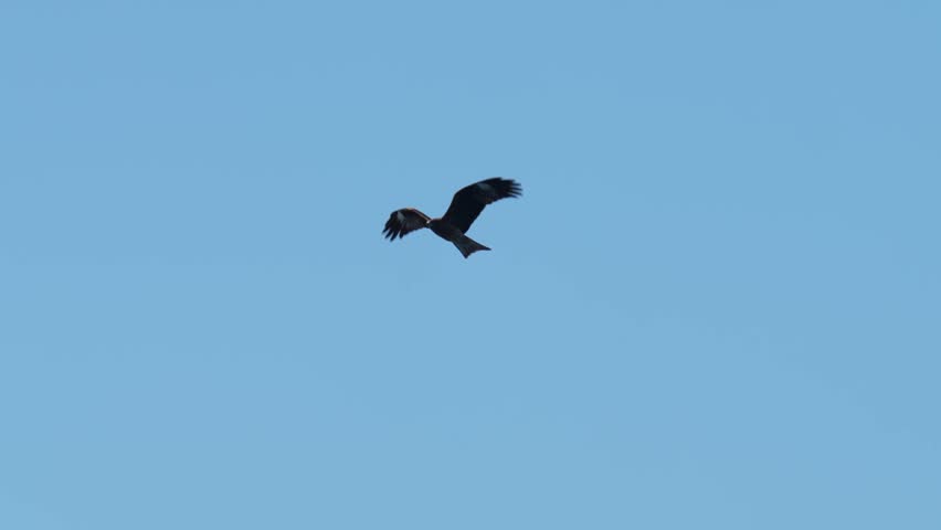 black kite is in a seashore