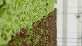 Closeup of fully grown different lettuce varieties ready for harvest and delivery in empty greenhouse with hydroponic enviroment. Selective focus on bio vegetables being cultivated in organic soil.