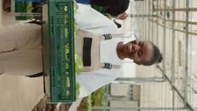 Portrait of happy organic farm worker in greenhouse walking and greeting coworkers while holding crate with lettuce. African american woman carrying fresh greens grown without pesticides.