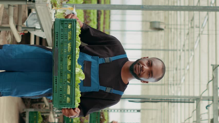 Portrait of confient african american farm worker holding crate with lettuce production ready for delivery. Organic food grower farmer holding bio vegetables grown without pesticides in greenhouse.