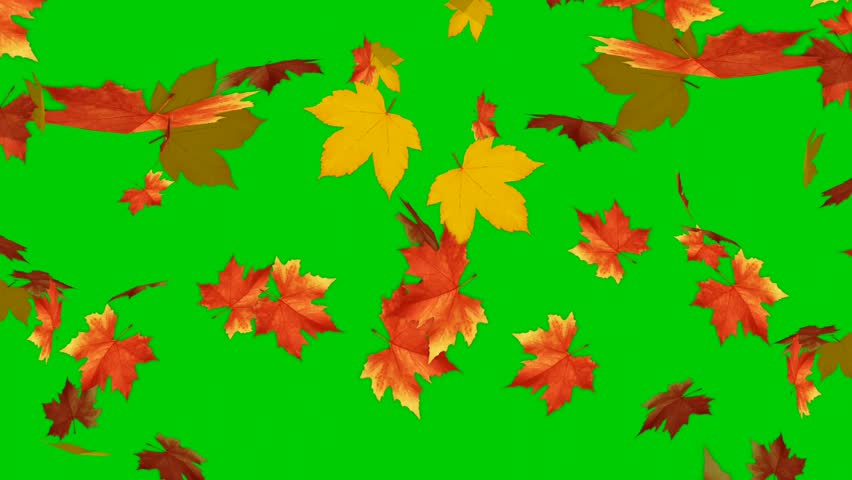 Footage of fall leaves, against a green background | Shutterstock HD Video #1098753137