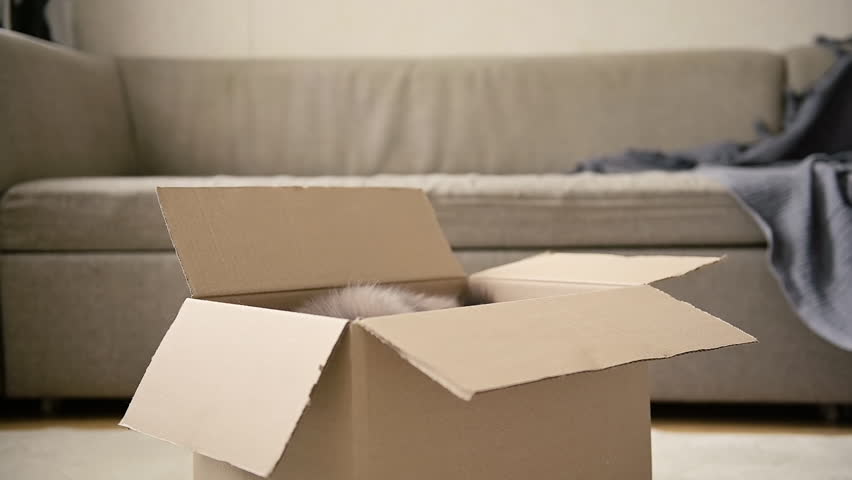 Adorable cat sitting inside a cardboard box at home Royalty-Free Stock Footage #1098754427
