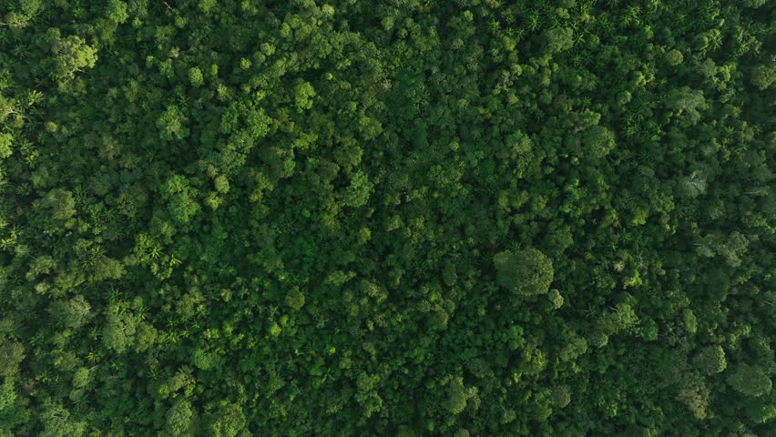 Drone top down shot bird eye view of tropical Amazon rain forest jungle. Dense rainforest canopy landscape viewed from the sky. healthy ecosystem, environment concept. High resolution 4k