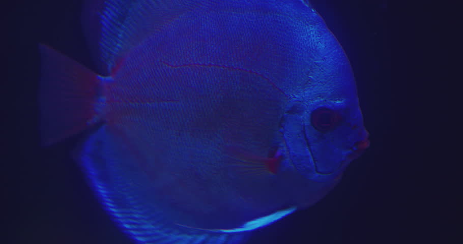 Pets.beautiful exotic aquarium fish of bright colors swims in a glass aquarium.close-up. | Shutterstock HD Video #1098757305