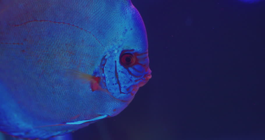 Pets.beautiful exotic aquarium fish of bright colors swims in a glass aquarium.close-up. | Shutterstock HD Video #1098757351