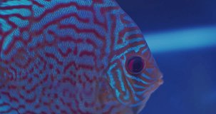 pets.beautiful exotic aquarium fish of bright colors swims in a glass aquarium.close-up.