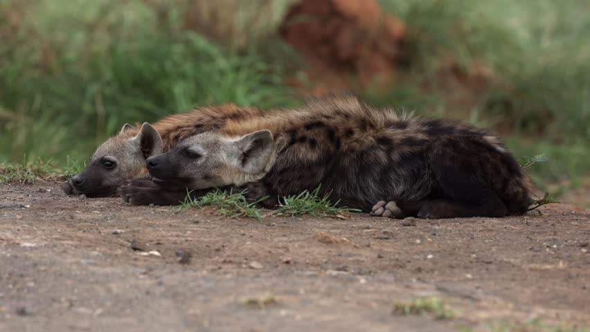Two spotted hyenas are lying together on the ground against a blurred background in the Kruger National Park.