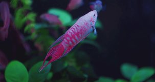 pets.beautiful exotic aquarium fish of bright colors swims in a glass aquarium.close-up.