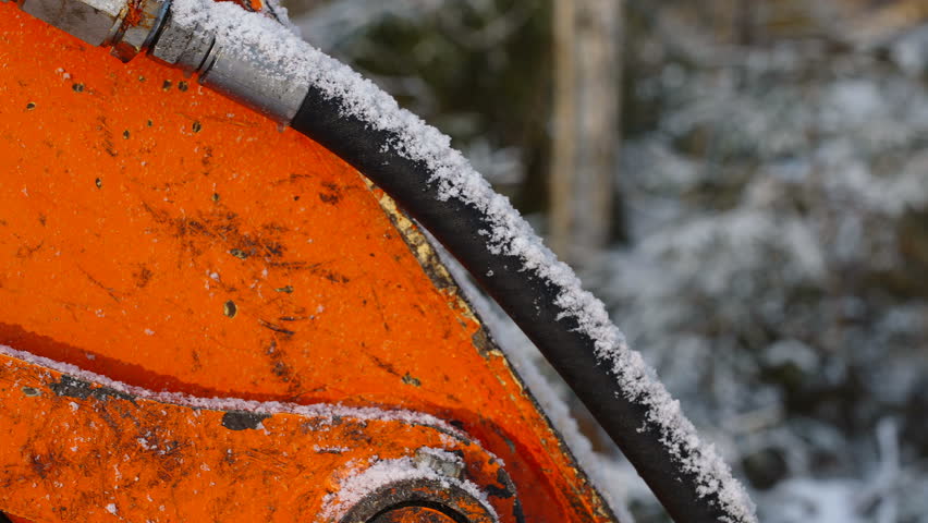 The hose on the orange tree shear in the forest during the winter season in Estonia