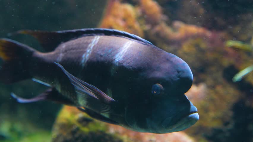 A Close up of a Humphead cichlid fish floating around underwater. | Shutterstock HD Video #1098769797