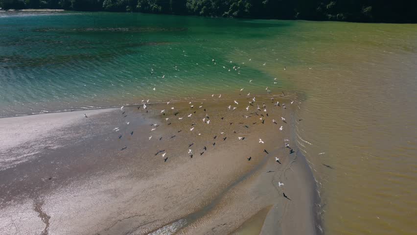 Birds fly over the river in Georgia. Beautiful georgian nature from bird