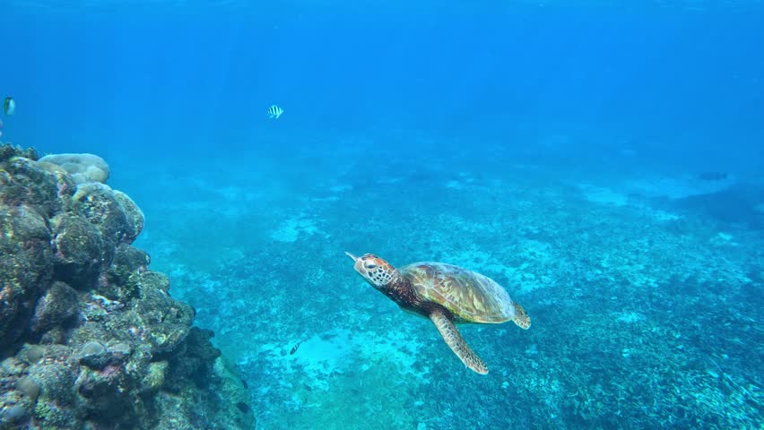 Green Sea Turtle Swimming Under The Tropical Blue Sea. - underwater, side view | Shutterstock HD Video #1098776753