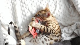 Bengal kitten plays with wooden toy 