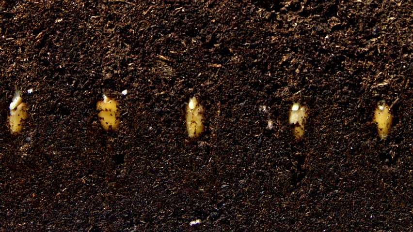 Tracking wheat stalk growing from fresh grain in ground in time lapse against chromakey. Growing grains and cereals in ground side view. Theme of agriculture cultivation of cereals and vegetables