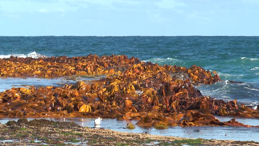 Kelp forest swings in waves in low tide. Closeup of kelp raises and swings back and forth in the slow waves. Laminariales, brown algae, water, kelp, marine algae, coastline Royalty-Free Stock Footage #1098784039