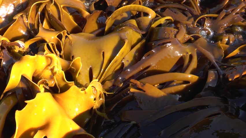 Kelp forest swings in waves in low tide. Closeup of kelp raises and swings back and forth in the slow waves. Laminariales, brown algae, water, kelp, marine algae, coastline Royalty-Free Stock Footage #1098784041