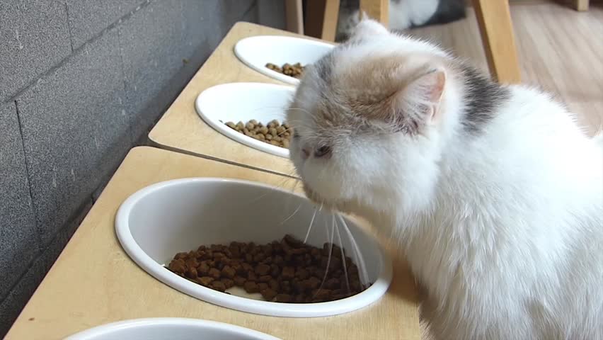 persian cat bowl