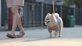 4k video, Looks at Camera cutest little Pomeranian dog. Walking cute pet in nature, close-up round animal funny face in park on sunny summer day. pet walk together with owner.