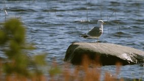  Seagull is sitting on the stone surrounded by cold lake water. The  view of the magnificent sunny days, 4k.
