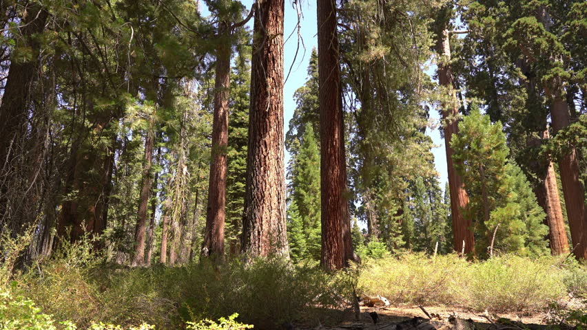 Sequoia Forest in General Grant Grove Kings Canyon National Park California USA