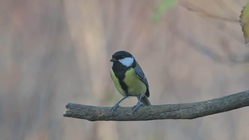 Great tit Parus major in the wild. Songbird close up. The great tit sits on a stick and flies away.