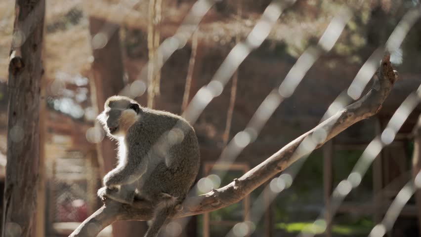 A green monkey sits on a tree branch behind a metal fence in a zoo enclosure on a sunny day. Monkeys in captivity. High quality 4k footage