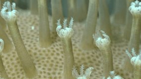 Vertical video of Extended coral polyps opening and closing