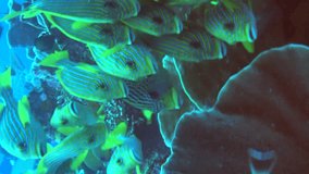 Vertical video of School of yellow ribbon sweetlips hovering on top of plate coral