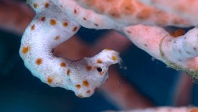Vertical video of Denise pygmy seahorse holding to its gorgonian fan