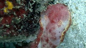 Vertical video of Spanish dancer nudibranch going on sand at bottom of coral