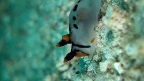 Vertical video of Pikachu nudibranch moving over sand