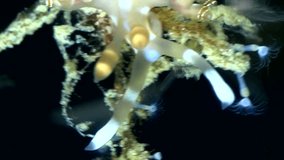 Vertical video of Double-ringed flabellina nudibranch on top of soft coral branch