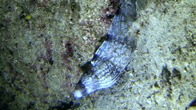 Vertical video of Enigmatic moray eel along rock in sandy area