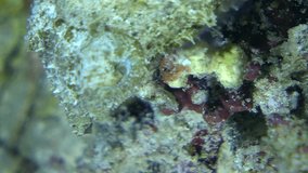 Vertical video of Dwarf cuttlefish walking over dead coral