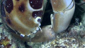 Vertical video of Spotted reef crab hiding in hole between coral