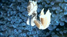 Vertical video of Spotted porcelain crab walking on anemone next to clark clownfish
