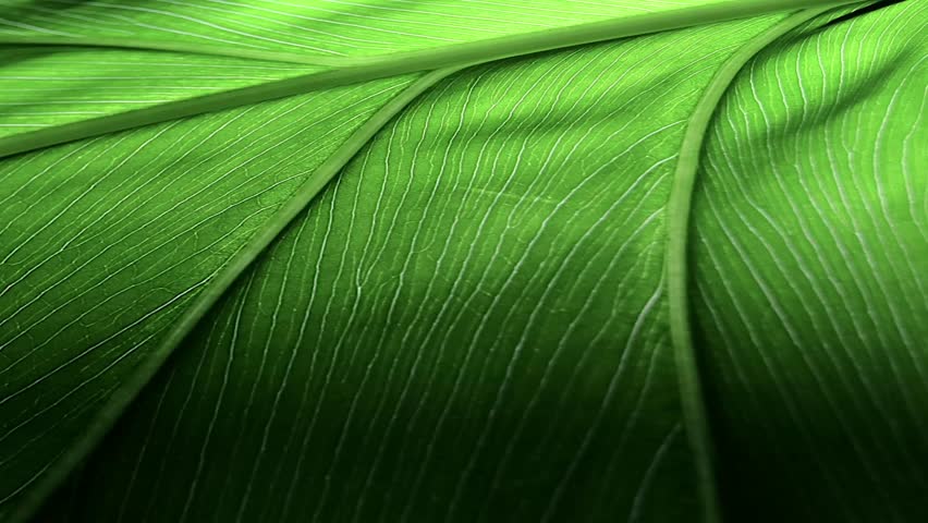 Macro leaf surface showing plant cells for education. Green Leaves of Plant Texture and Pattern Close Up. leaf's vein with pan movement. Royalty-Free Stock Footage #1098796683