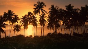 Beautiful orange sunset view of palm trees and sea in tropical country, shot from drone camera flies right. Paradise of sunlight through palm trees in tropical resort, aerial view. Nature mother earth