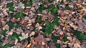 Panning video of brown autumnal leave s against green grass ground 4k 60 fps
