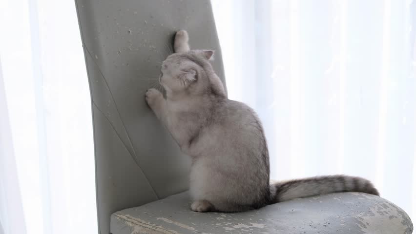 The kitten sharpens its claws on the back of a chair. The cat spoils the furniture in the house with its claws. Royalty-Free Stock Footage #1098801091