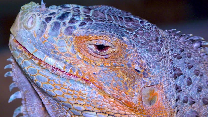 Head close-up The green iguana, common iguana (Iguana iguana)
